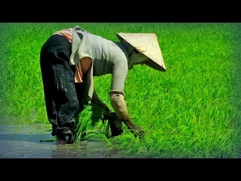 El juez Bao investiga la venta de arroz en Chenzhou