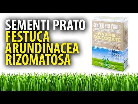 Festuca rumorosa del prato