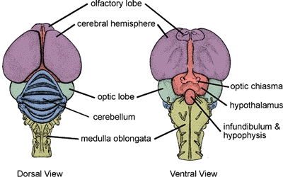 Prostor, živčni sistem in maščobe