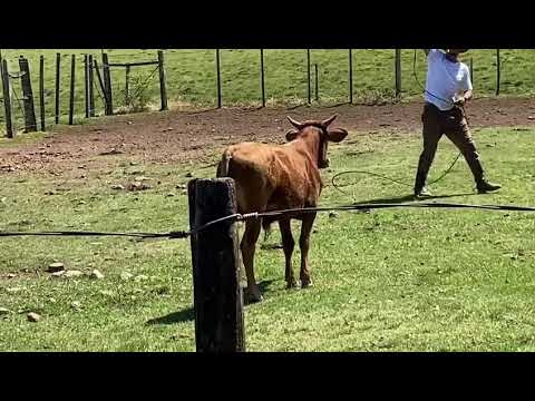 Otmica bika iz Kualngea