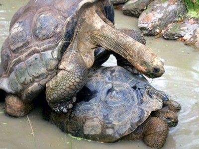 Gammal sköldpadda
