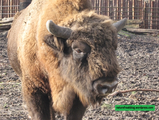 Co się stało w zoo