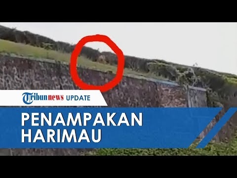 Tiga harimau turun dari gunung, berusaha untuk membalas kebaikan