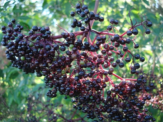 Η μητέρα του Elderberry