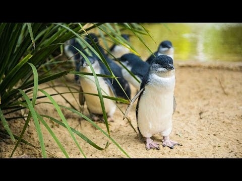Penguin island