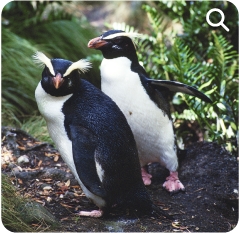 Pingviinisaari
