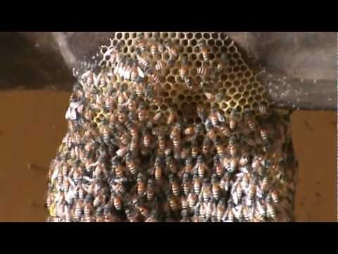 Sarang lebah