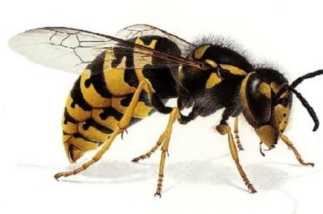 Tổ ong