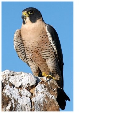Falcon Malta