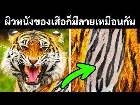 เรื่องราวที่น่าทึ่งของ Peter Schlemil