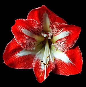 A flor escarlate