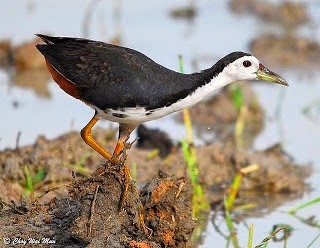 Malam burung pipit