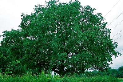 Baron op de boom