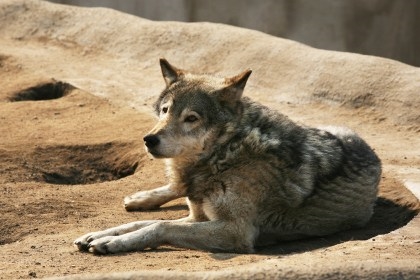 Steppe wolf