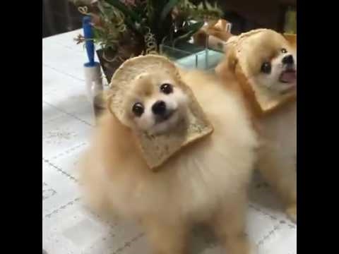 Köpek ekmeği