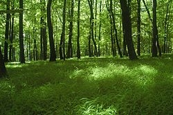 Bosque ruso