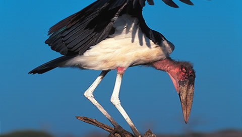 Nachtmerries van Marabou Stork