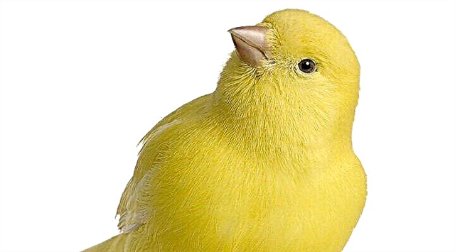 Russian canary. Zheltukhin