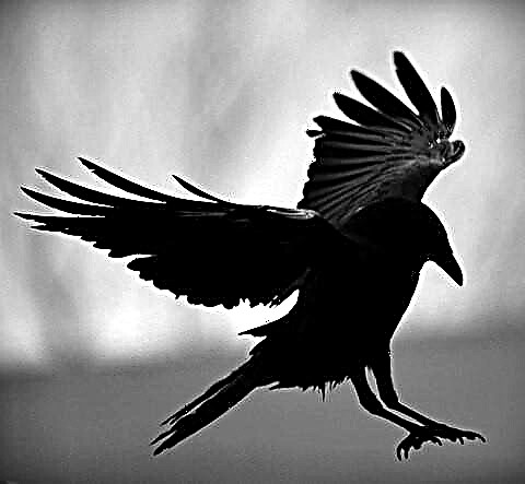 Análisis del poema del cuervo (Edgar Poe)
