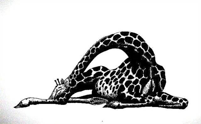 Analyse du poème "Girafe" (N. S. Gumilev)