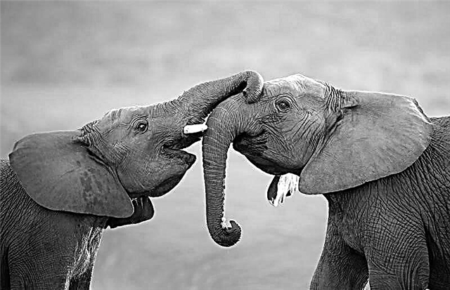 Analýza díla „Elephant“ (A. I. Kuprin)