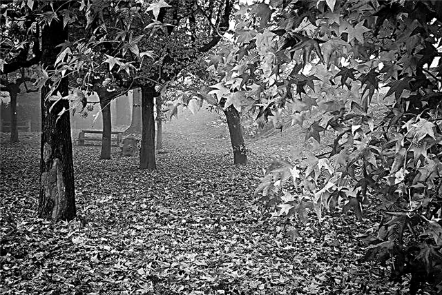 Analisis puisi oleh M. Yu. Lermontov "Autumn"