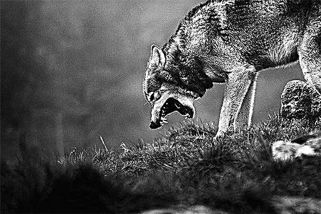 Pregled hesenskega romana "Stepe volk"